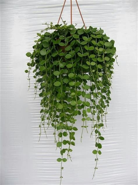 Bildergebnis für dischidia nummularia | Hanging plants indoor, Hanging ...