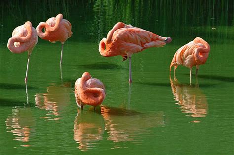 Best Sleeping Flamingo Stock Photos, Pictures & Royalty-Free Images - iStock