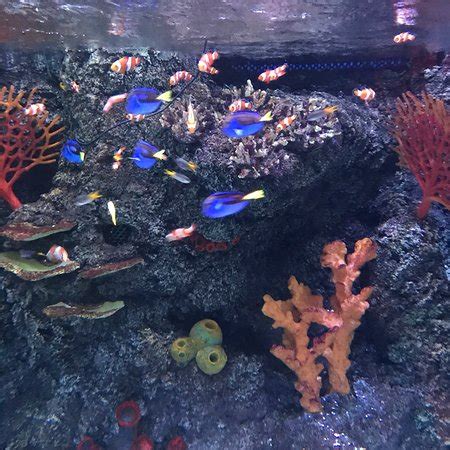 Istanbul Sea Life Aquarium - 2019 All You Need to Know BEFORE You Go (with Photos) - TripAdvisor