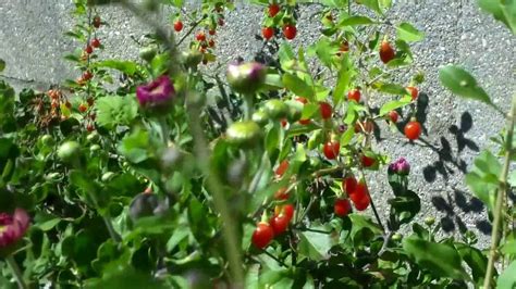 Harvesting goji berries | Goji berries, Berries, Goji