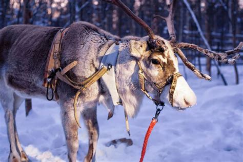 Reindeer in Farm in Lapland Northern Finland Evening Stock Image ...