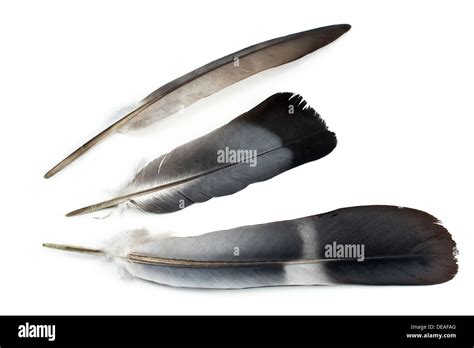 Three feathers isolated on white Stock Photo - Alamy