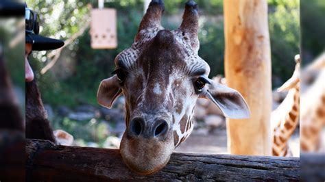 Cheyenne Mountain Zoo invites people to guess Bailey the giraffe's due ...