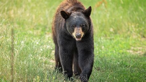 NJDEP| Fish & Wildlife | Bear Hunt Closed Monday And Until Further Notice