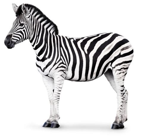 Habitats quiz quiz | Animals and Nature lessons | DK Find Out! | Zebra, Zebras, African animals