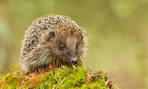 Hedgehogs have not hibernated this winter because of mild weather ...