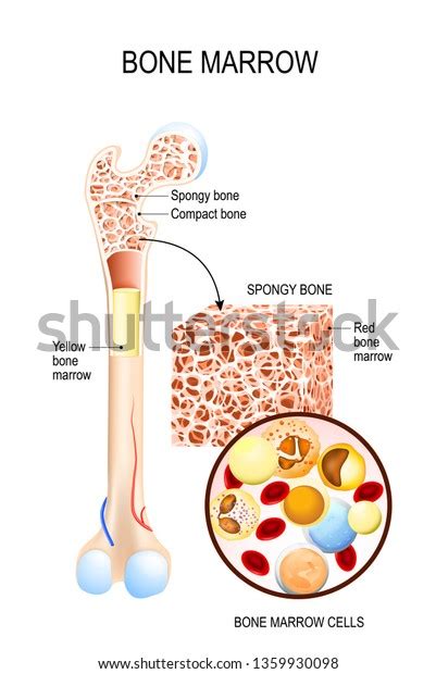 3,964 Blood Cells In Bone Marrow Images, Stock Photos & Vectors | Shutterstock