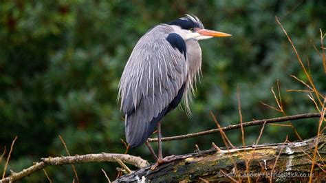 Grey Heron in breeding plumage - John Caddick | John Caddick