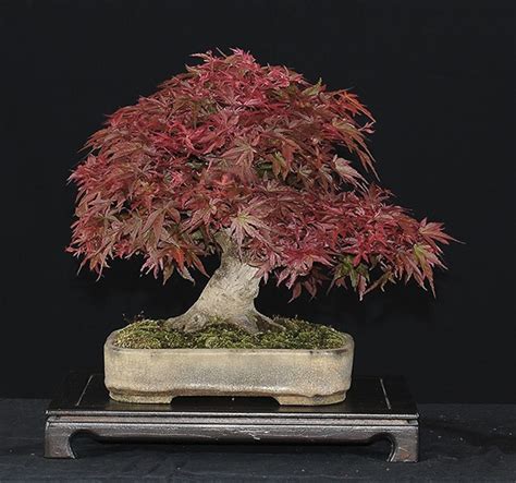 Chậu Bonsai - Bonsai Pots: Phân loại, cách chọn chậu phù hợp với cây ...