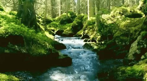 Nature Scenery GIF – Nature Scenery – discover and share GIFs