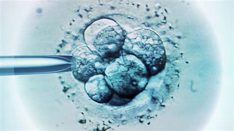 Stem cell guidelines open door to more permissive research on human embryos | Science | AAAS