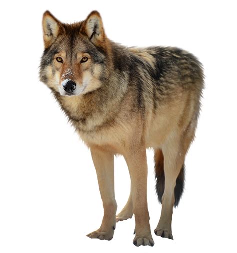 Wolf PNG Clipart | PNG All