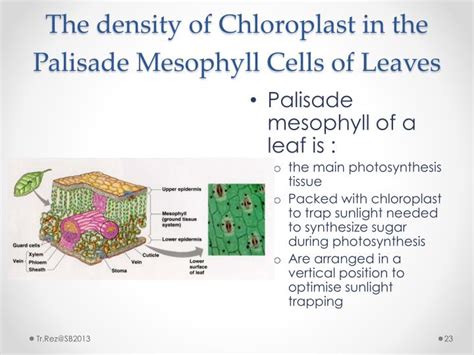 PPT - CHAPTER 2 : CELL STRUCTURE & CELL ORGANISATION PowerPoint ...