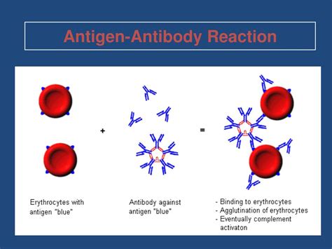 PPT - Basic Principles of Immunohematology PowerPoint Presentation ...