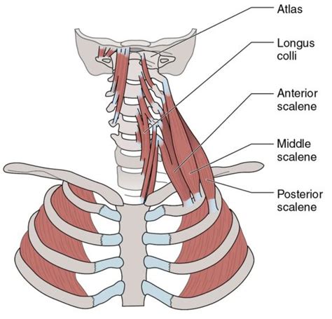 Anterior and Middle Scalenes – Human Kinetics