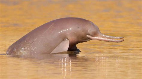 The Indus River Dolphin: A Redefined Species - Banner Videos - NOAA ...