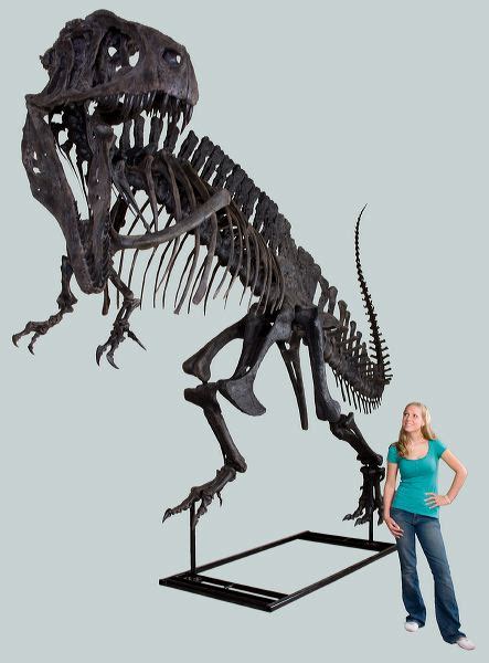 Acrocanthosaurus atokensis Skeleton – Display Replica – Black Hills Institute