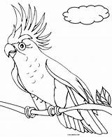 Printable Parrot Coloring Pages For Kids  Cool2bKids sketch template