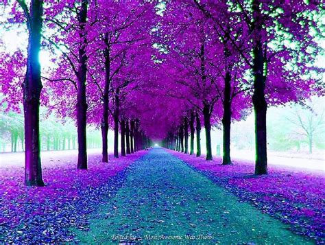 Pretty in purple | Purple trees, Beautiful tree, Nature