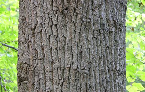 File:Tulip Tree Liriodendron tulipifera Trunk Bark 3000px.jpg