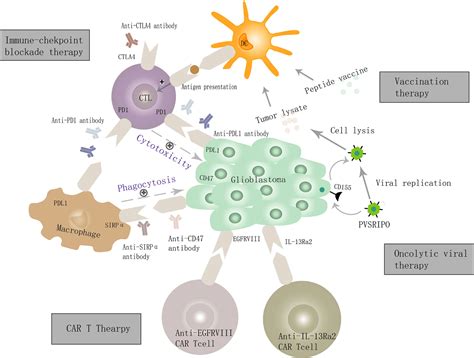 Car T Cell Immunotherapy