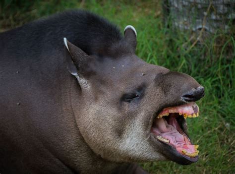 Tapirs | Animal, Unique animals and Okapi