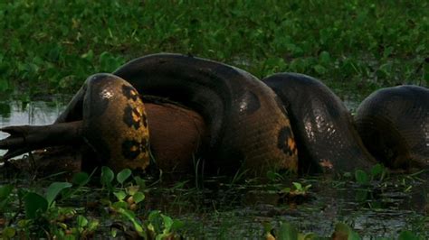 Anaconda Vs Crocodile Fight To Death - Anaconda Gallery