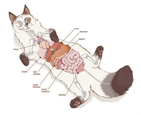 Leonie Herson - Cat anatomy