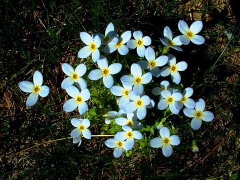 Bluets Flower Symbolism | Best Flower Site