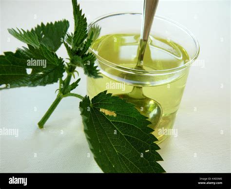 Stinging Nettle Tea Stock Photo - Alamy