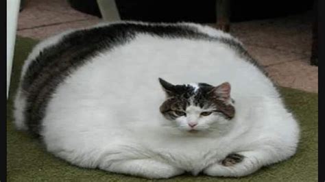 Fat Cat posted by Sarah Cunningham HD wallpaper | Pxfuel