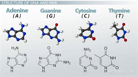 Nucleic Acid | Function, Structure & Importance - Lesson | Study.com