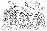 Cory Catfish Coloring Page  Free Printable Coloring Pages sketch template