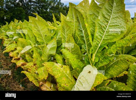 Harvesting Tobacco Leaves Stock Photos & Harvesting Tobacco Leaves ...