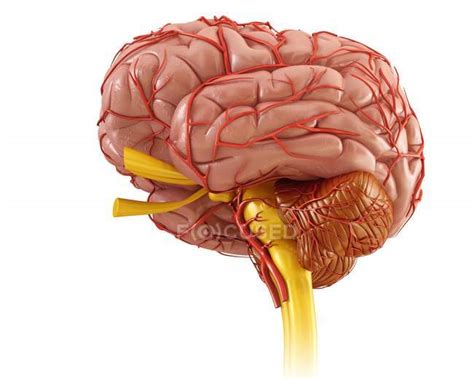 Anatomía del cerebro humano — Sanidad, tridimensional - Stock Photo ...