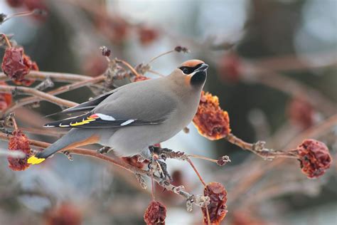 Bohemian Waxwing - Birds and Blooms