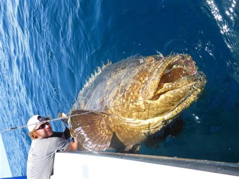 BEST GOLIATH GROUPER SLOW MOTION ATTACKS EVER! Chew On This ...