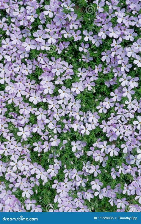 Carpet of Phlox Flowers stock image. Image of flowers - 11728035