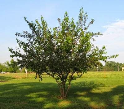 ALLERGENA Texas Trees™: Here We Go Round The Mulberry Bush