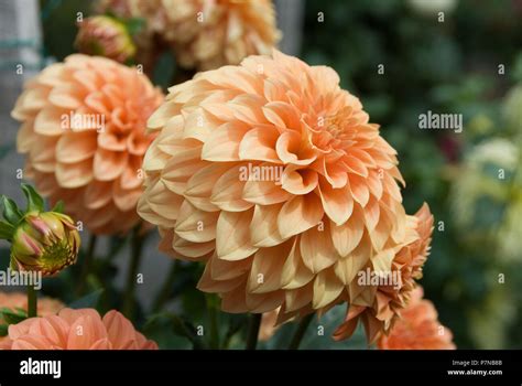 Orange dahlia flowers hi-res stock photography and images - Alamy