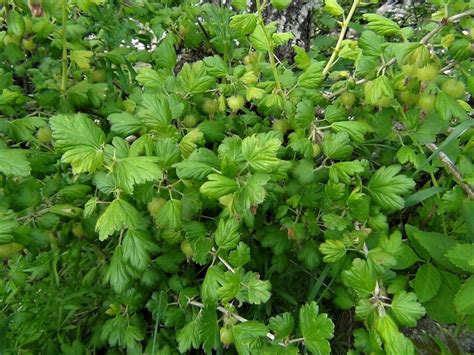 Wild Gooseberry, Ribes uva-crispa