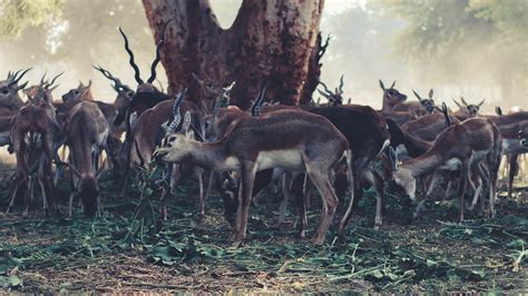 Free photo: Wildlife Photography of Herd of Gazelle - Animal ...