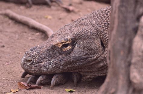 Sighting Komodo Dragon at Komodo National Park at Komodo Island