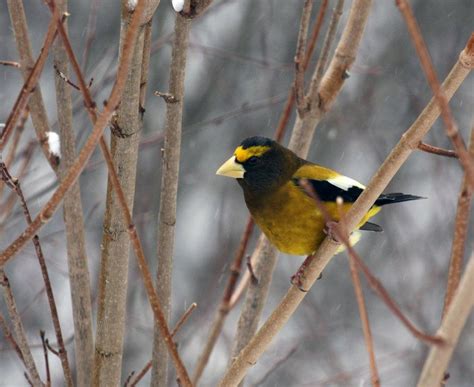 Winter wildlife in Algonquin Provincial Park