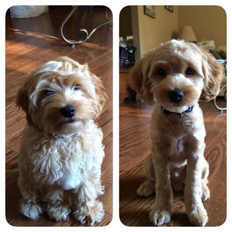 Cockapoo before and after grooming | Cockapoo grooming, Dog haircuts ...