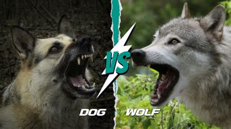 Dog vs Wolf Comparison: Can A Dog Kill A Wolf?