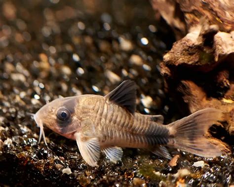 Corydoras Panda Breeding