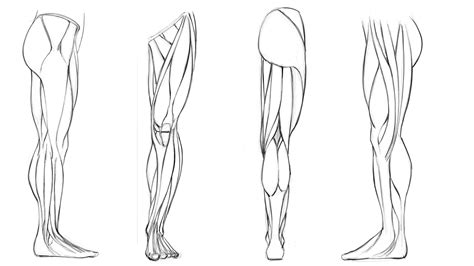 Dynamic Anatomy for Artists - Muscles of the Leg | Robert Marzullo | Skillshare