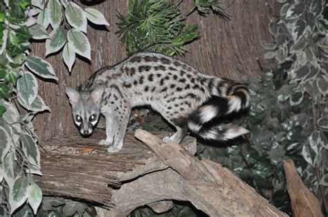 Small Spotted Genet Animals | Interesting Facts & Latest Pictures | The Wildlife