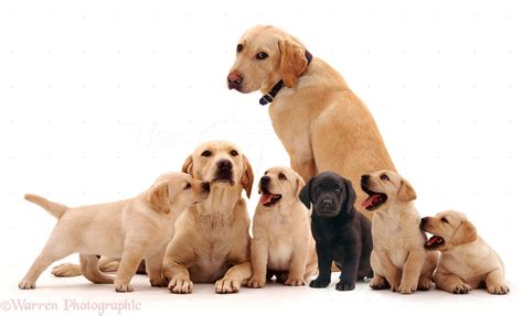 Are Labrador Good Family Dogs